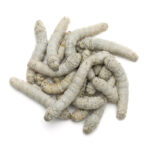 Pile of white, cylindrical, segmented larvae on a white background (dried silkworm larvae).