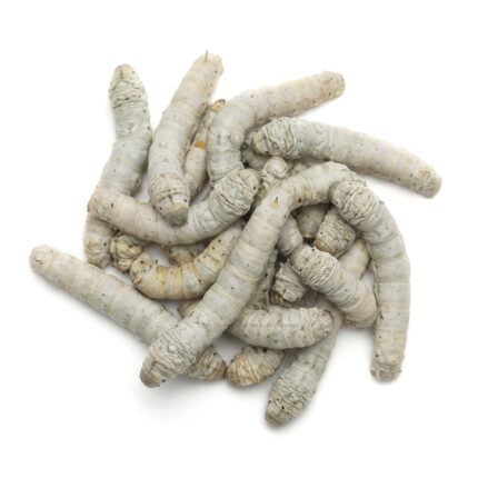 Pile of white, cylindrical, segmented larvae on a white background (dried silkworm larvae).