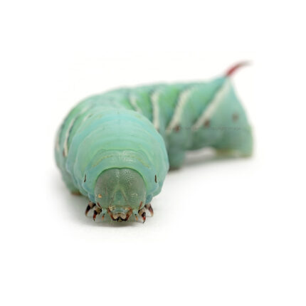 Close-up of a turquoise-green caterpillar facing the camera on a white background, showing segmented body and tiny legs.