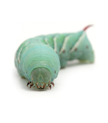 Close-up of a turquoise-green caterpillar facing the camera on a white background, showing segmented body and tiny legs.