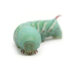 Close-up of a turquoise-green caterpillar facing the camera on a white background, showing segmented body and tiny legs.