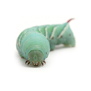 Close-up of a turquoise-green caterpillar facing the camera on a white background worldwide.